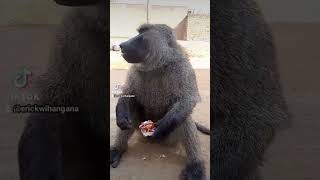 big boss help baboon (please remember to subscribe)