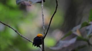 Golden-headed Manakin