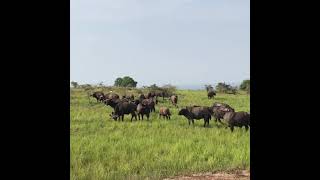 bufallos of the wild# tour with us Uganda Kenya Tanzania#+256775927484