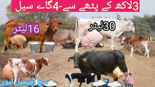 03466152628| sahiwal gay| cholistani cow | cholistani friesian cross cow| jersey sahiwal mix cow