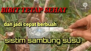 TUTORIAL SAMBUNG SUSU MENGGUNAKAN BIBIT DENGAN SISTIM INFUS