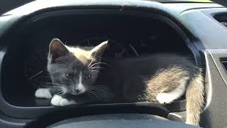 This Amazing Guy Rescues Cats Across USA - Tomcat Makes Himself At Home In The Dashboard #cat #cats