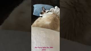 Wilson 🐈 Loves Company #catlover #catvideos #furrybaby #shortvideo