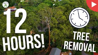 12 HOURS TO REMOVE THIS TREE! - SHANE'S TREES