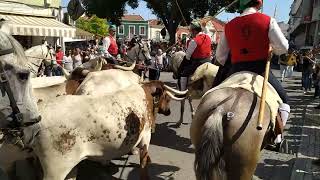 Desfile de Campinos e Cavalos em VFX | Colete Encarnado 2022