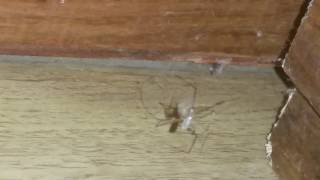 Long Leg  spider