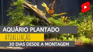 Evolução do Aquário Plantado 2021.10.24 #Shorts