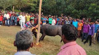 Buffalo attack || sohorai porob