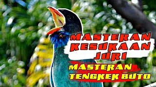 MASTERAN TENGKEK BUTO❗ SUARA TENGKEK BUTO COCOK UNTUK MASTERAN MURAI BATU DAN BURUNG GACOR LAINNYA❗