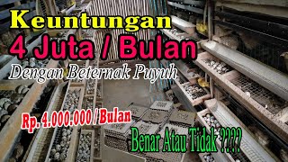 Keuntungan Beternak Puyuh Petelur Terbaru Ditahun 2022