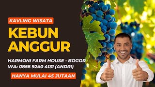 HARMONI FARM HOUSE - Kavling Wisata Kebun Anggur dan Pondok Kayu Estetik #harmonifarmhouse