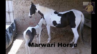 Marwari Horse Filly