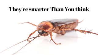 Cockroaches Are smarter than you Think | Animal Facts