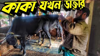 গরু মহিষের হালকা ওয়ার্ম আপ || আমাদের শের খান আর সুলতান || Purbasha Agro