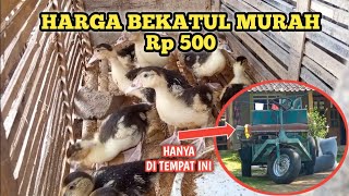 BEKATUL MURAH || UNTUNG MELIMPAH