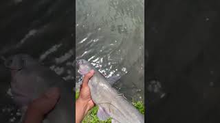 Channel catfish came to play #fishing #channelcatfish #catfishfishing #catfishing