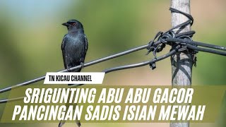 suara srigunting abu abu gacor PANCINGAN SADIS ISIAN MEWAH