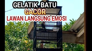 Galatik Batu Gacor Buat Lawan Langsung Emosi Gacor