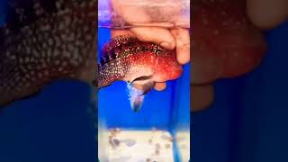 srd flowerhorn#shorts #flowerhorn #feeding