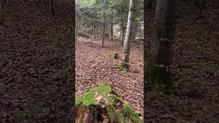 Une balade en forêt