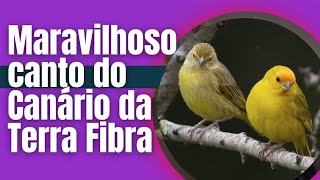 Maravilhoso canto do Canário da Terra Fibra