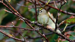 Artenporträt Wintergoldhähnchen