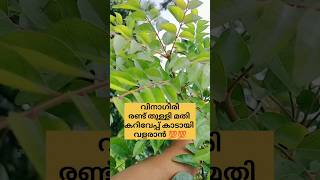 വിനാഗിരി ഉണ്ടോ? കറിവേപ്പില കാടാവും /poppy vlogs