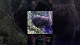 Bigfoot or Something else?   #reels #bigfoot #animals