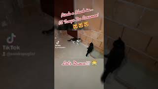 El Tango De Roxanne - Moulin Rouge - Funny Cats - Tik Tok