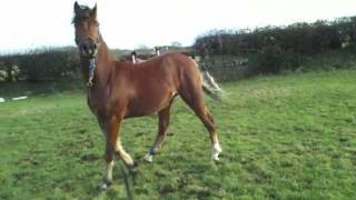 Yearling Welsh Cob Colt