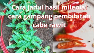 cara jadul hasil milenial cara pembibitan cabe rawit