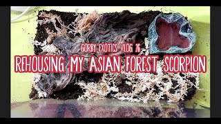 Rehousing My Asian Forest Scorpion - Gorby Exotics Vlog 26