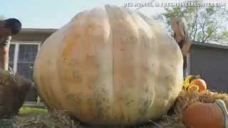 You think your pumpkin's big?