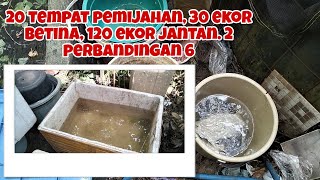 20 TEMPAT PEMIJAHAN IKAN BETOK/PAPUYU, ALHAMDULILAH SEMUANYA JADI!!!