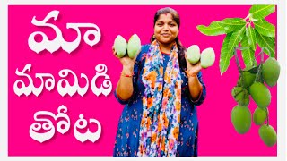 మా మామిడితోట | MangoGarden | MangoVarities | OurFarm | Summer | Village | Fruits | Mamidikayalu |