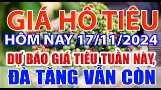 Giá tiêu hôm nay 18/11/2024: dự báo giá tiêu tuần này, đà tăng vẫn còn