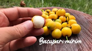 BACUPARI | BACUPARI MIRIM