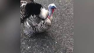 Narragansett Turkey Gobble in SloMo! - Hillarious Snood Show