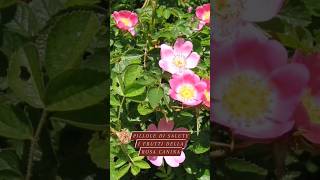 La rosa canina 🌹🌿☕, pianta rustica dai frutti miracolosi per la salute! #garden  #VitaminaC