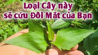 Loại Cây này sẽ cứu đôi Mắt của Bạn, bài thuốc trị Viêm Giác mạc có mủ. PHAN HẢI