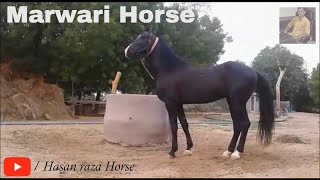 Marwari Horse