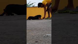 Rottweiler Puppy Training Day 1