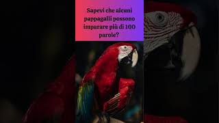 I Pappagalli e il Loro Vocabolo Rio #shorts #cute #animals #pets #animals #pets