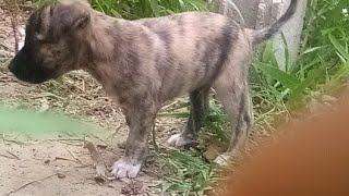 Rawbaan Yaadman TV  is live! making food for little puppies 🐕