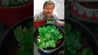 THUTHUVALAI keerai 🔥 CHETNEY 😋 llHEALTHY Benefits recipes llMust try Recipe 👍