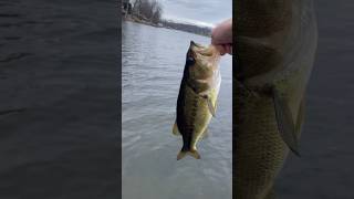 Nice Christmas day bass ￼