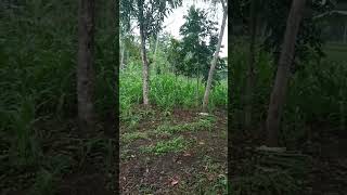 Alhamdulillah Tanaman Jagung Tumbuh Subur #videoshorts