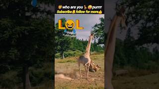 Who are you😜 | Lion vs giraffe | Lion attacks the giraffe | @Wildshikaari007 | #shorts #nature