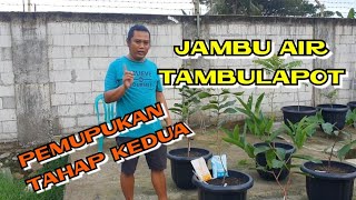 jambu air tambulapot, pemupukan kedua dari tanam