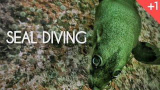 Seal Diving. Mergulho com Lobos Marinhos.